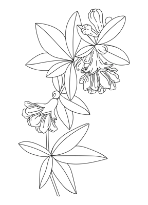 Pomegranate blossom. Delicate line art drawings of spring tree in flowers. Hand drawn crocus for pattern, logo, posters, invitation and greeting card design. Pomegranate illustration